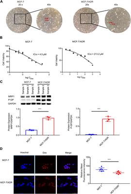 Doxorubicin resistance in breast cancer is mediated via the activation of FABP5/PPARγ and CaMKII signaling pathway